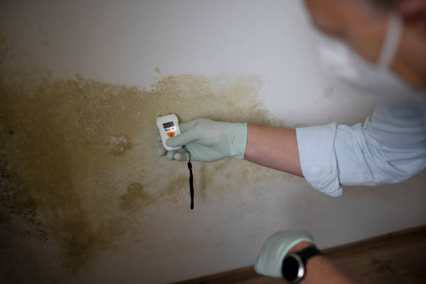 Why You Should Choose Our Mold Remediation Services in Emeryville, CA